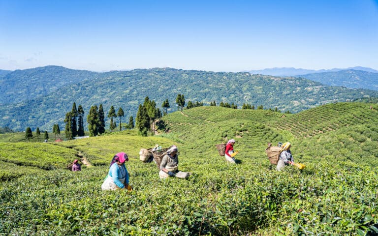 Women farming in a field in Nepal.