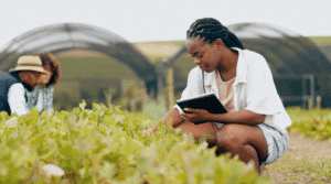 Black woman in greenhouse lettuce, doing a quality check using mobile data collection or digital technology.